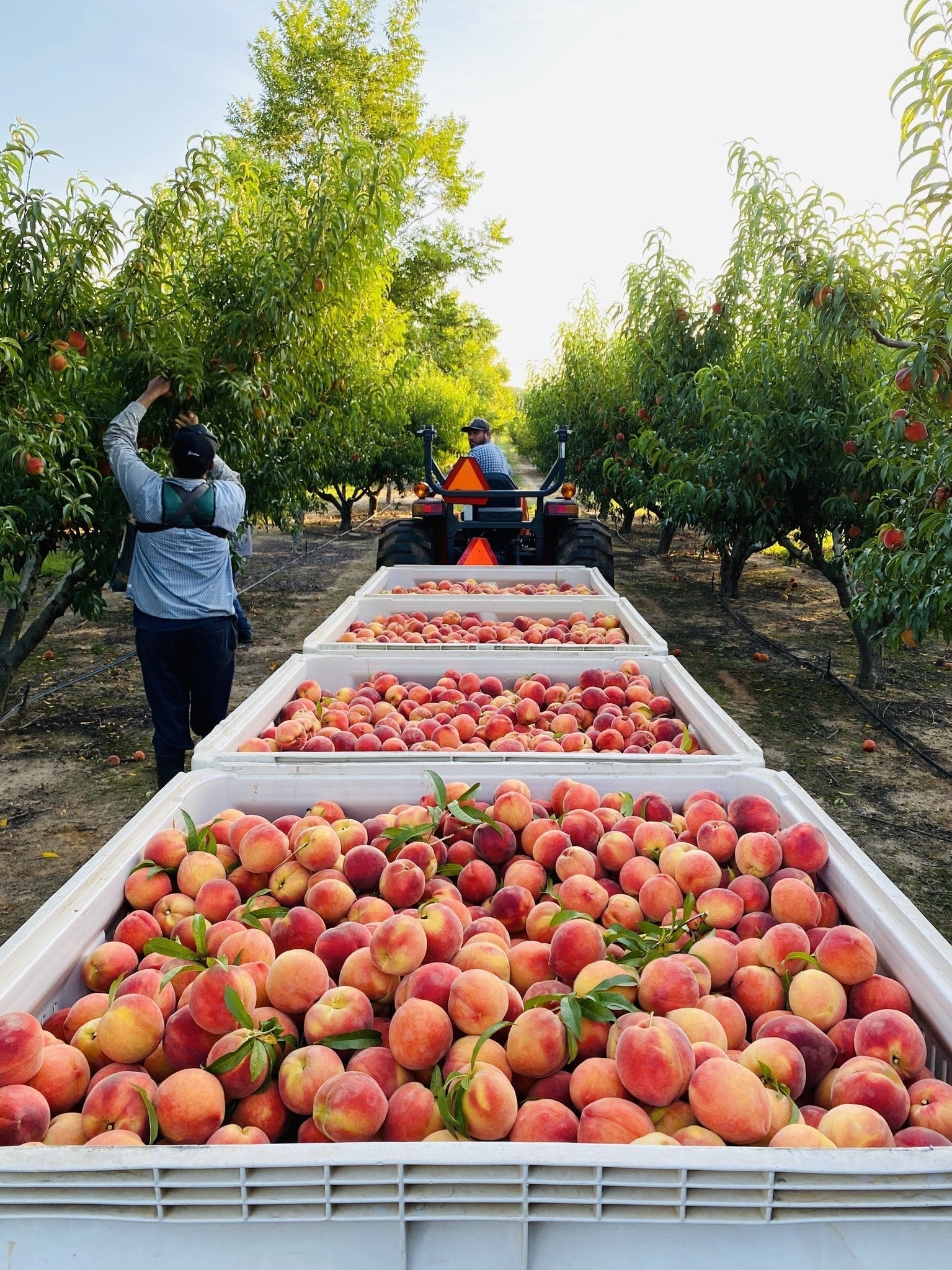 Peaches, Partnership & Southern Roots: Why Popup Peach is Proud to Work with Pearson Farm