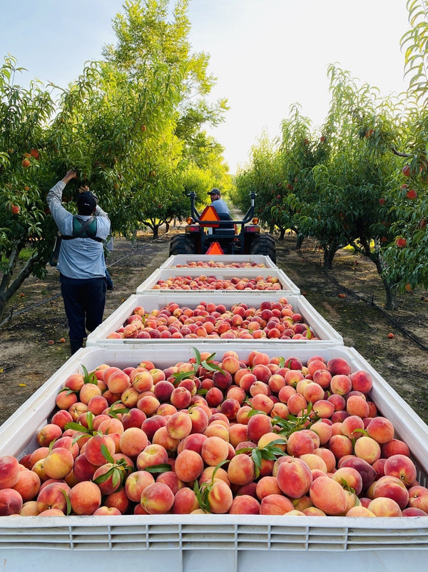 Peaches, Partnership & Southern Roots: Why Popup Peach is Proud to Work with Pearson Farm