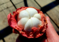 Mangosteen